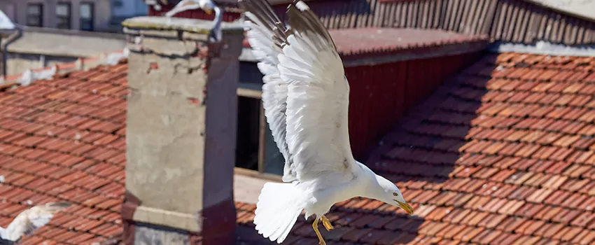 Residential Chimney Animal Removal Solution in Manhattan Beach, CA